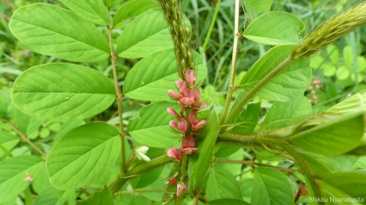 Indigofera hirsuta L.